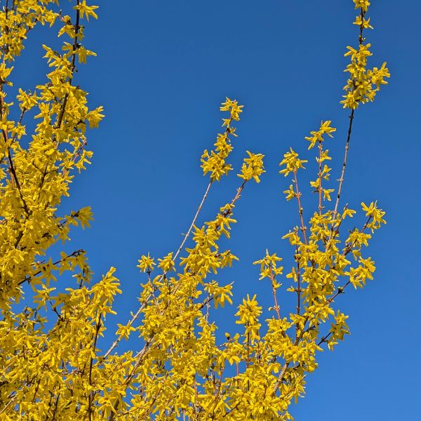 Forsythia Forzicija sadnice – žuti cvetni žbun za dvorišta i ograde