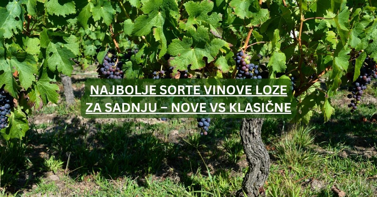 Najbolje sorte vinove loze za sadnju – nove vs klasične