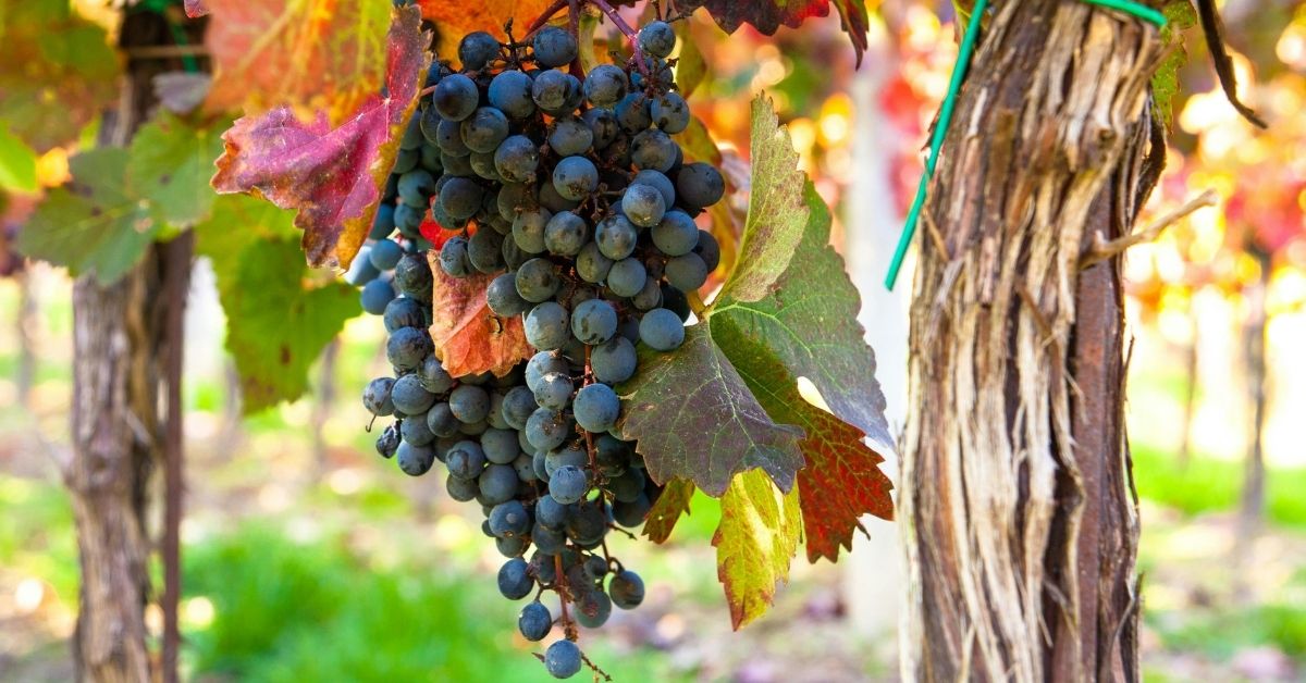Najbolje sorte vinove loze za sadnju – nove vs klasične