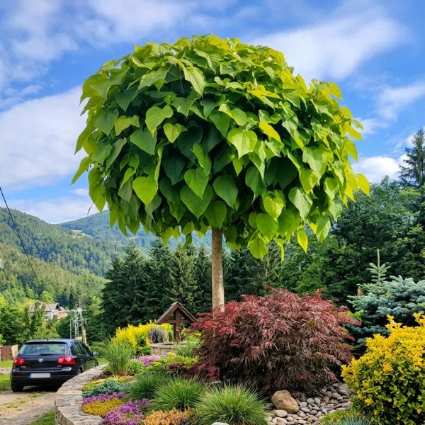 Kuglasta katalpa (Catalpa bignonioides Nana)