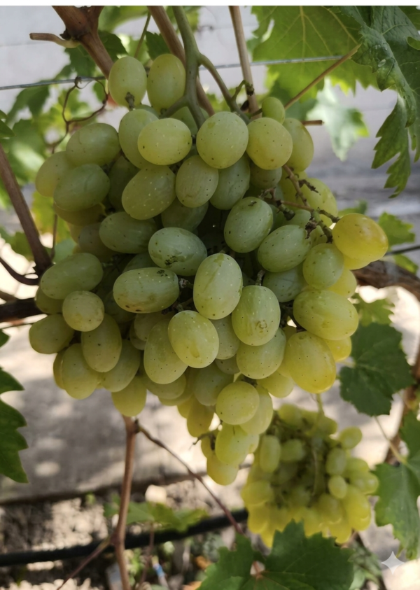 Sadnice vinove loze Landiš – otporna hibridna sorta