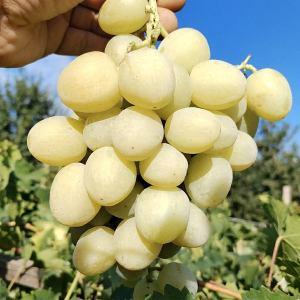 Sadnice vinove loze Darja – otporna i rodna hibridna sorta