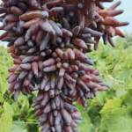 sadnice vinove loe halloween