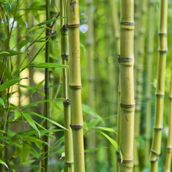 Sadnice bambusa u saksiji – gusti izdanci i visine do 2.2 m