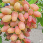 sadnice vinove loze sensatio