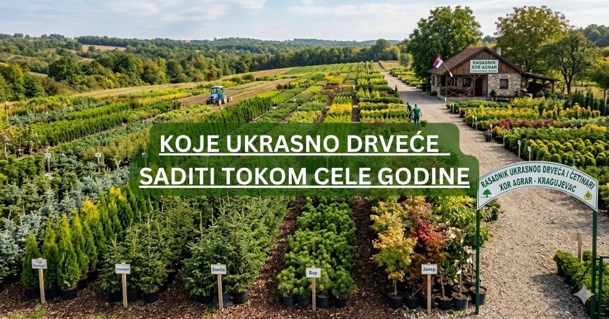 Koje ukrasno drveće u saksijama saditi tokom cele godine