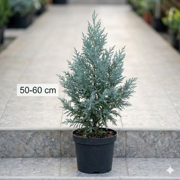 Sadnice arizonskog čempresa 50–60 cm – lepo formirane sadnice u saksijama