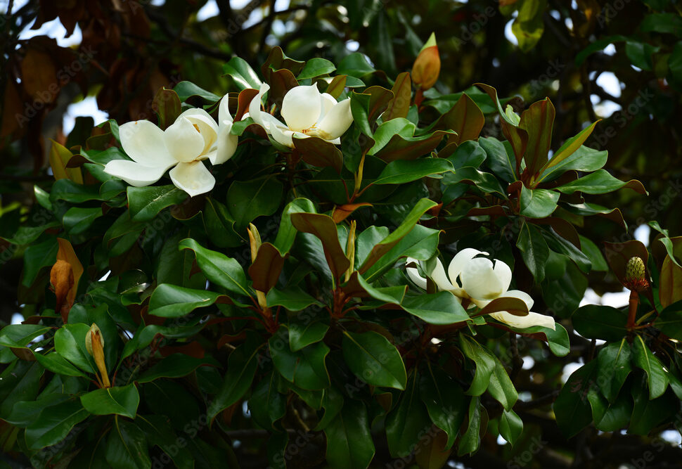 Zimzelena magnolija