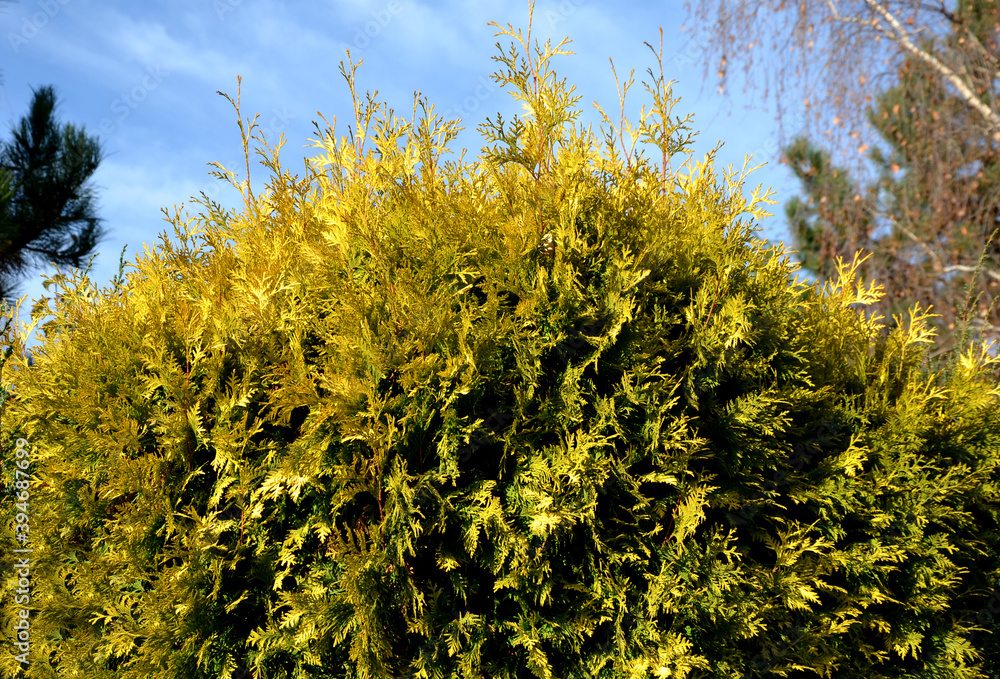Gold Rider is only a recent cypress nobleman from Holland. Its flat fans of branches are conspicuously yellow-green and stand out significantly into the space away from the trunk.