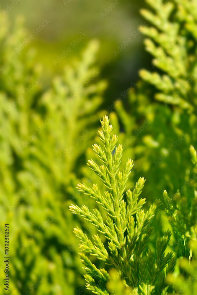 Leyland cypress Gold Rider branch