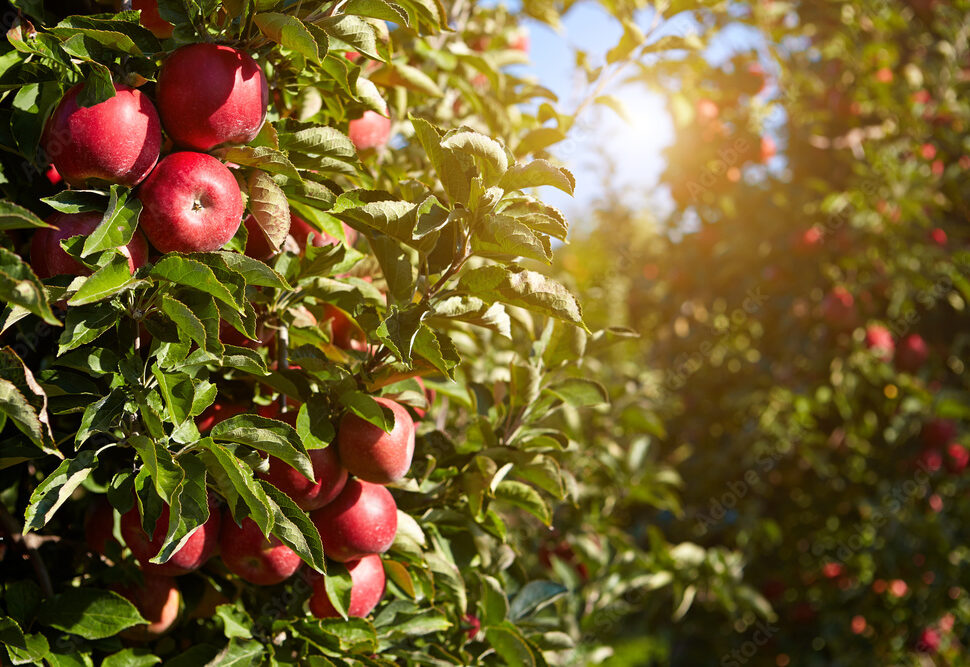 red apples on the trees in the orchard