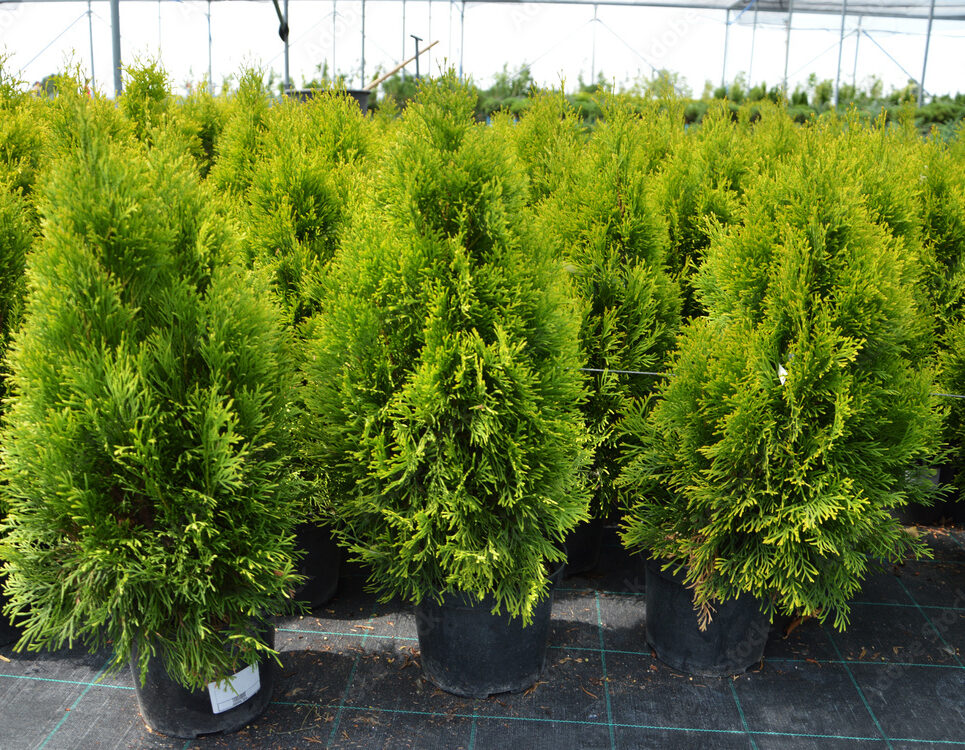 zlatna tuja