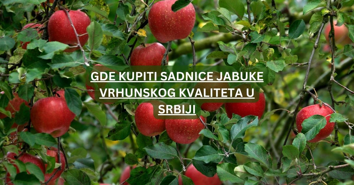Gde kupiti sadnice jabuke vrhunskog kvaliteta u Srbiji