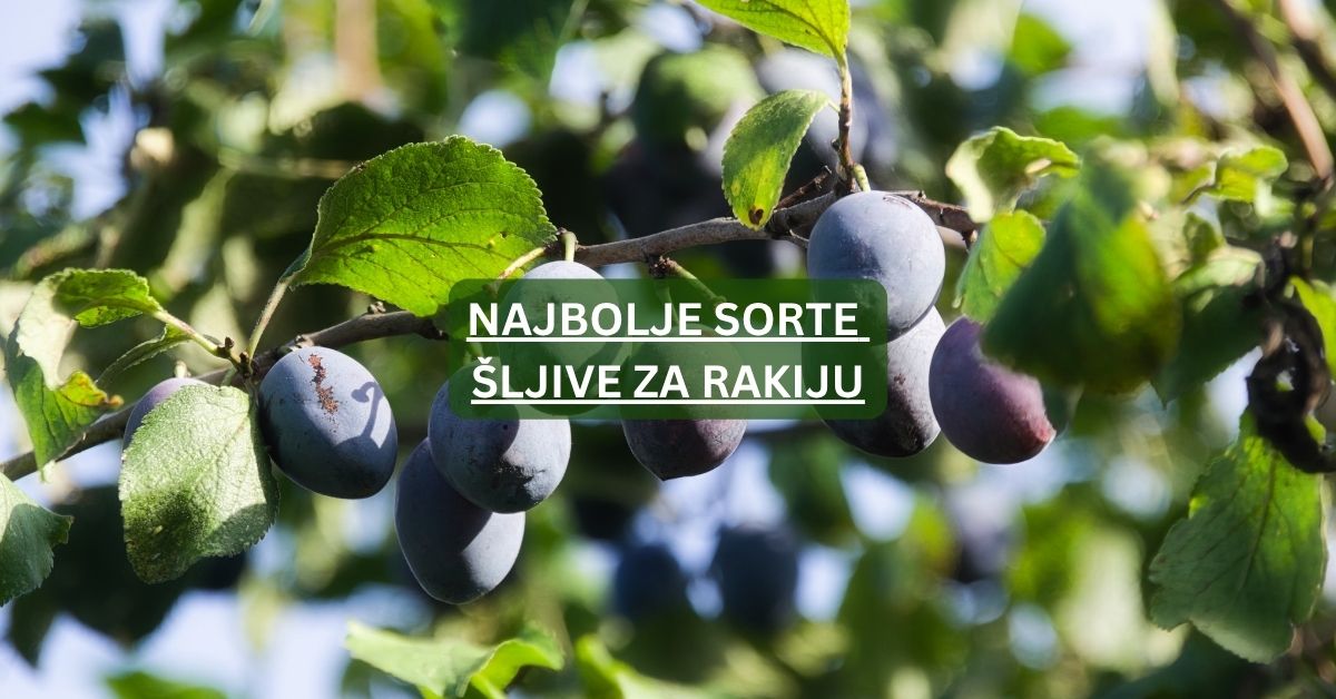 Najbolje sorte šljive za rakiju