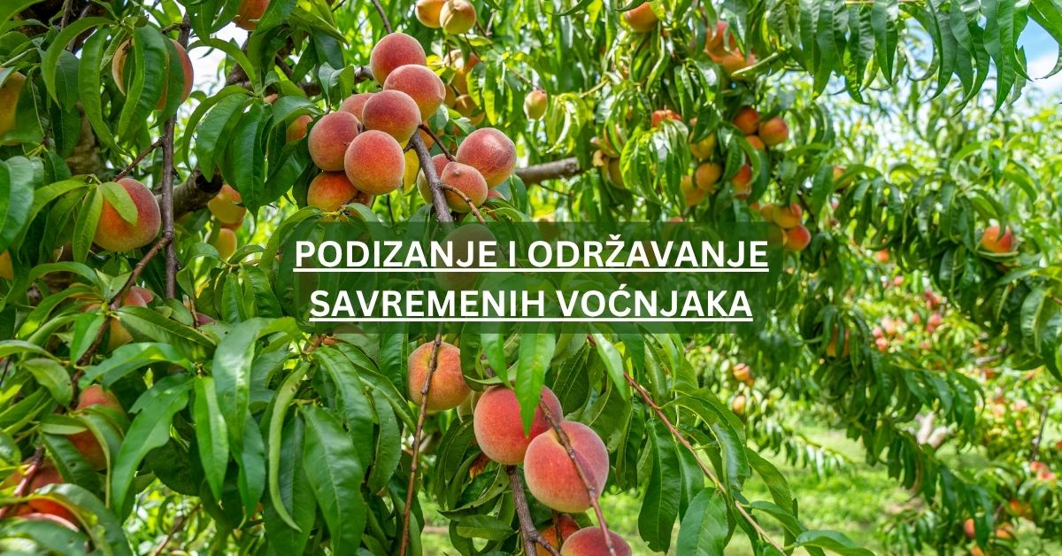Podizanje i održavanje savremenih voćnjaka