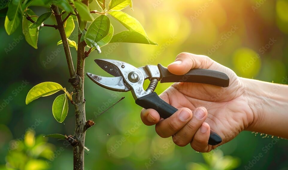 Hand pruning a young tree branch