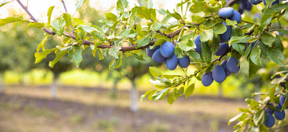 Ripe plums in plum garden. Agriculture Harvesting background. Plum orchard in countryside.
