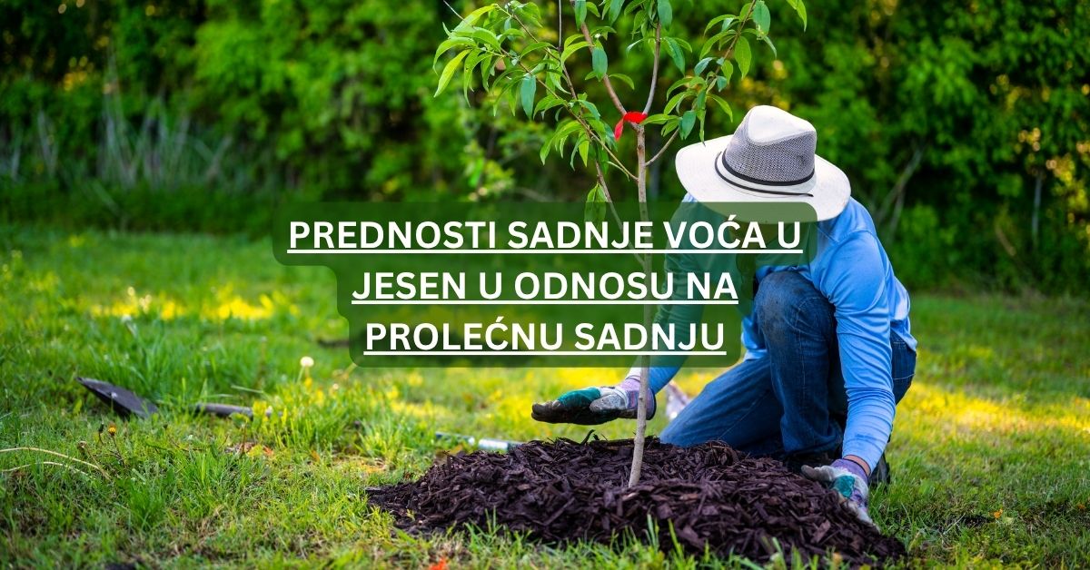 Prednosti sadnje voća u jesen u odnosu na prolećnu sadnju