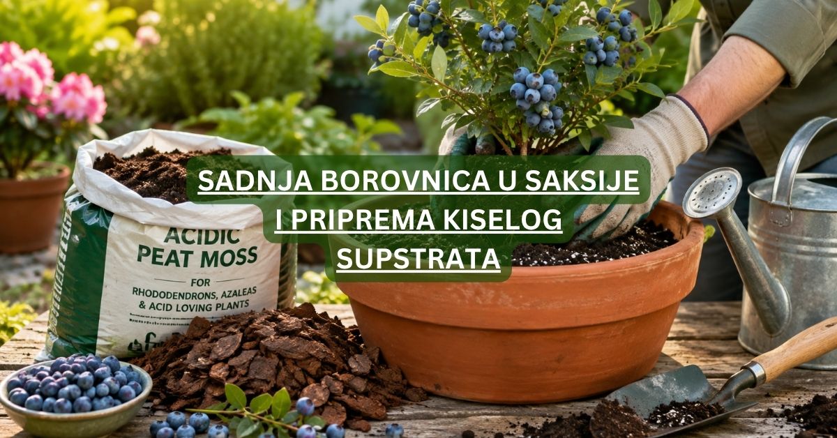 Sadnja borovnica u saksije i priprema kiselog supstrata