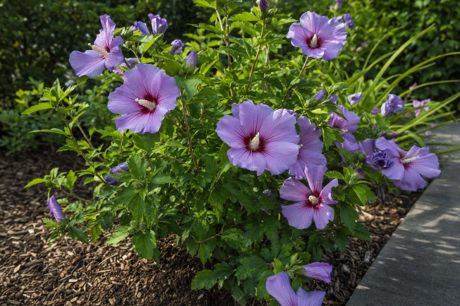 Sadnice hibiskusa: Sadnja i nega | XOR Agrar